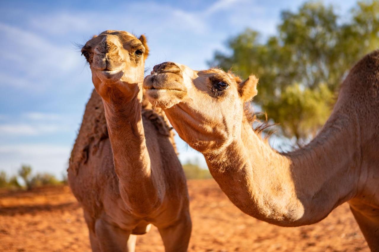 Erldunda Desert Oaks Resort Ghan Eksteriør billede